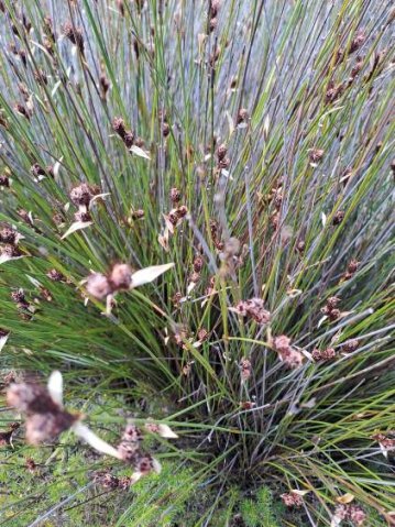 Hypodiscus aristatus male plant showing pale spathes